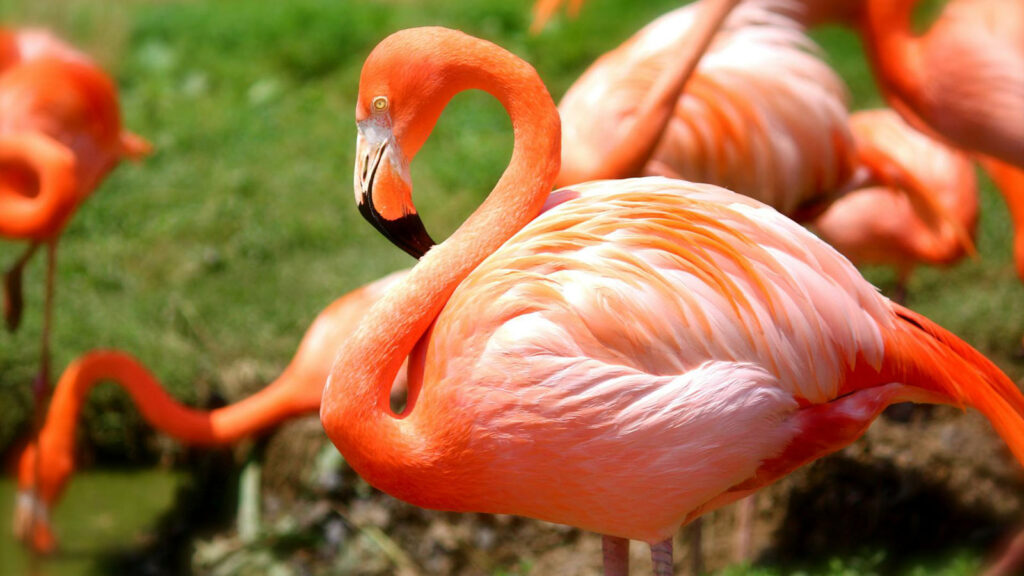Wildlife Habitat at Flamingo Las Vegas