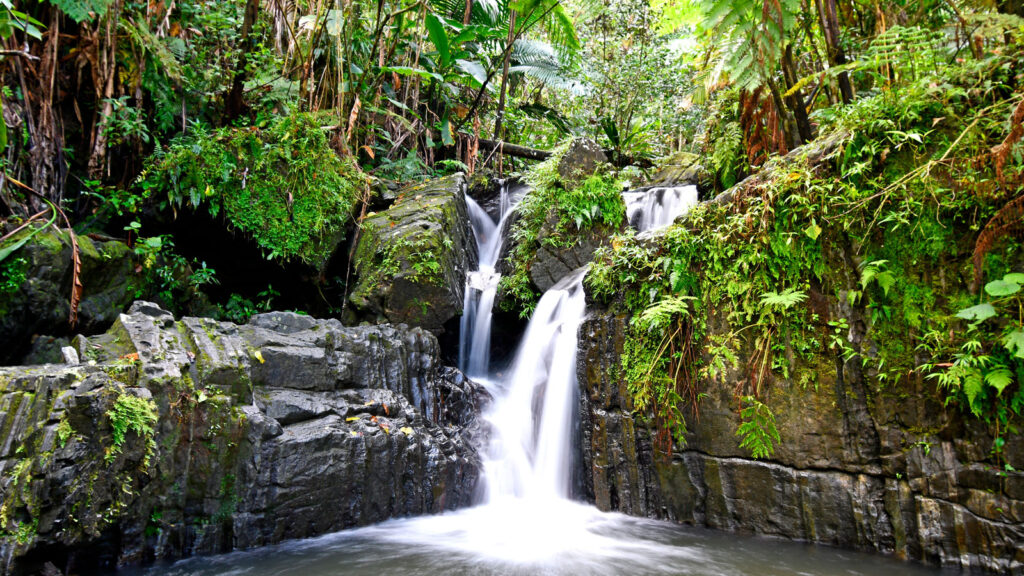 El Yunque National Forest - La Isla del Encanto