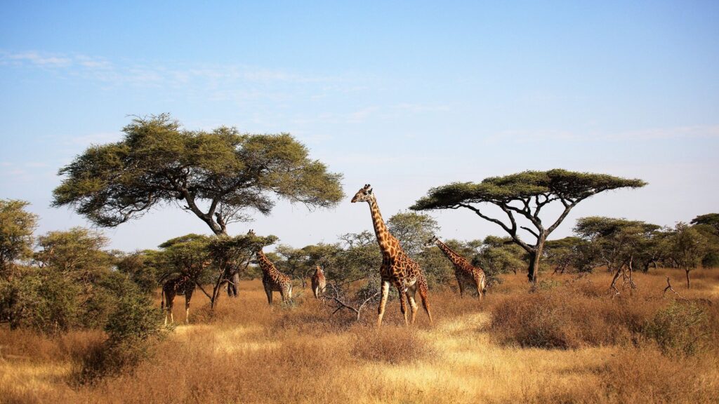 Serengeti National Park
