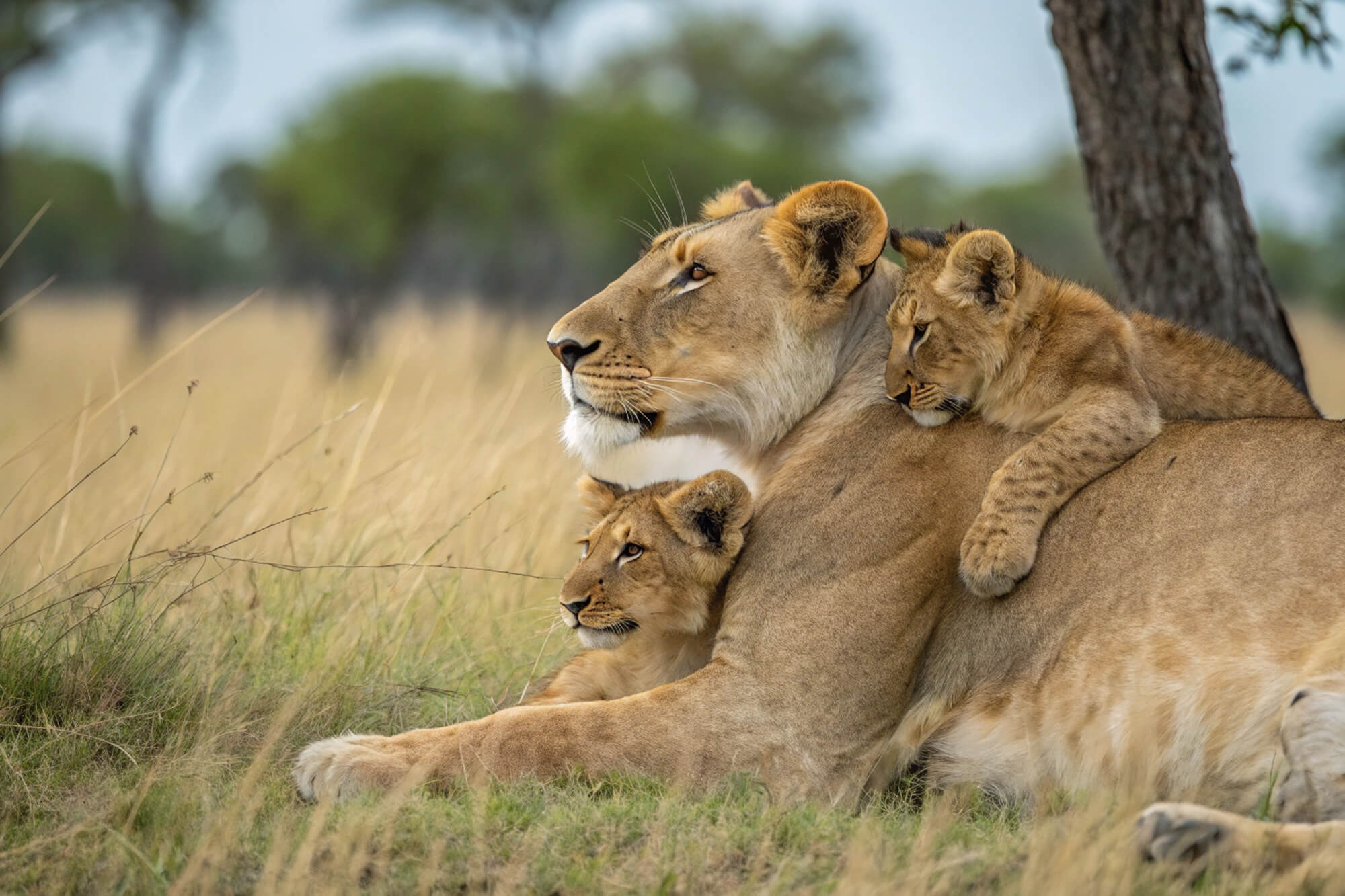 Jumeirah Al Naseem 5
